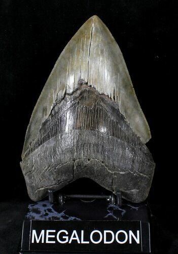 Huge Megalodon Tooth - Georgia #20552